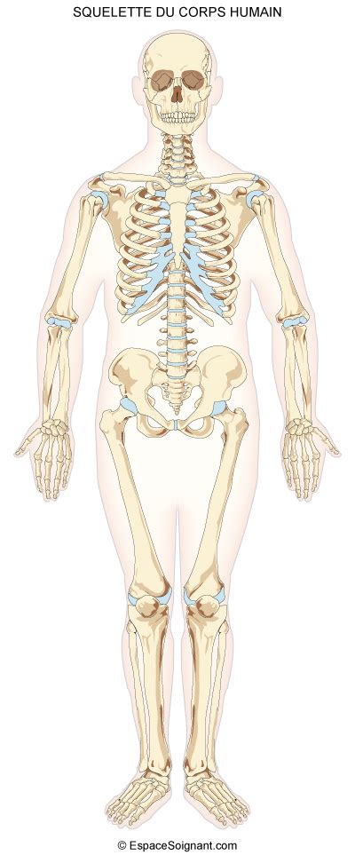 Anatomie du squelette - Cours soignants