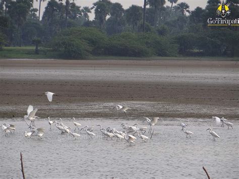 GoTirupati: Pulicat Lake Bird Sanctuary Nellore