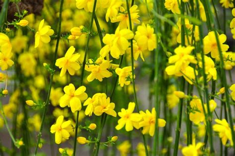 How to Grow Winter Jasmine (Jasminum nudiflorum) - BBC Gardeners World Magazine