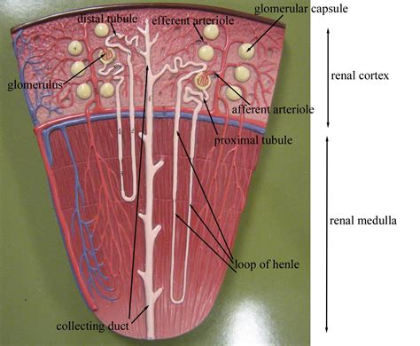 Nephron Diagram With Labels