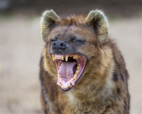 From apes to birds, there are 65 animal species that “laugh” - Ars Technica