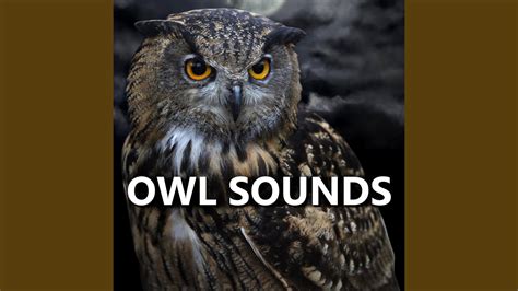 Sooting Owl Sounds - YouTube