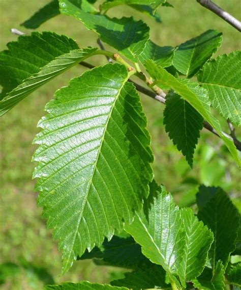 Prairie Expedition American Elm (Ulmus americana 'Lewis & Clark') | The ...