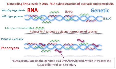 Decrease in RNase HII and Accumulation of lncRNAs/DNA Hybrids: A Causal ...