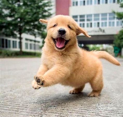 Golden Retriever Puppies Wallpapers - Wallpaper Cave