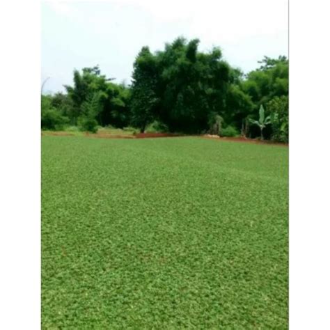 Jual Rumput Taman Hidup // Rumput Gajah Mini // Rumput Gajah Mini Per meter - Kab. Bogor - Benih ...