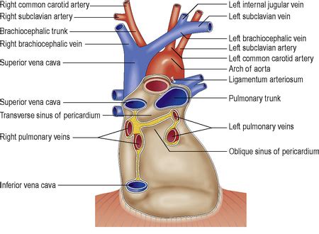 7: Pericardial structure and function | Thoracic Key