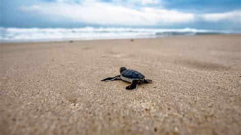 Baby Sea Turtles Wallpapers - Wallpaper Cave