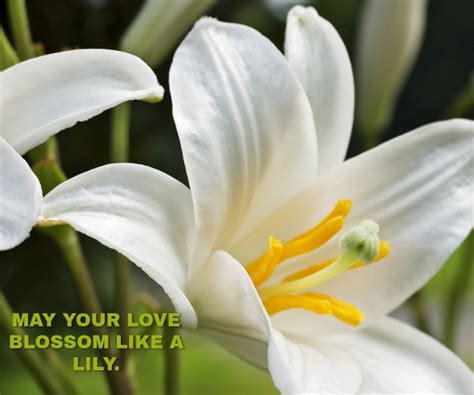 LILY FLOWER QUOTE TEMPLATE | PosterMyWall