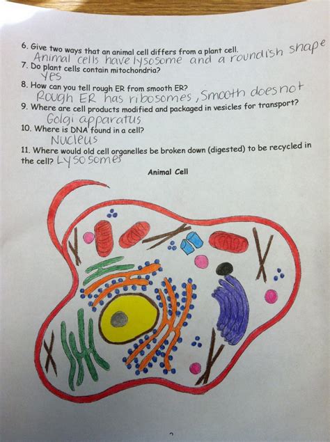 Animal And Plant Cell Coloring Worksheet