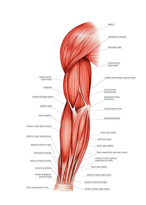 Muscles Of Right Upper Arm #4 Photograph by Asklepios Medical Atlas - Fine Art America