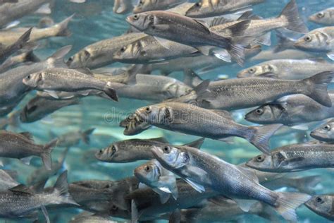 School of Silver Gray Fish stock image. Image of shoal - 56002595