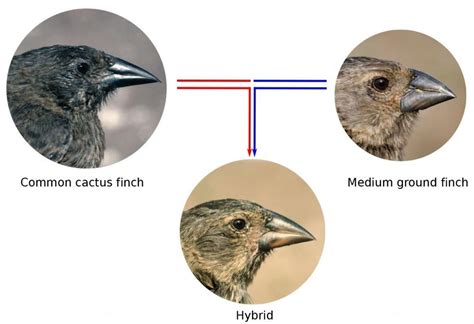 How gene flow between species influences the evolution of Darwin’s finches