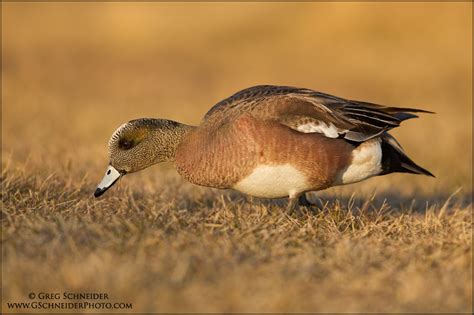 American Wigeon drake feeding on grass