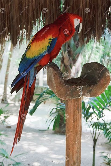 The Colorful Parrot Macaws in Xcaret Park Mexico. Tropical Bird, Wild Macao Stock Photo - Image ...