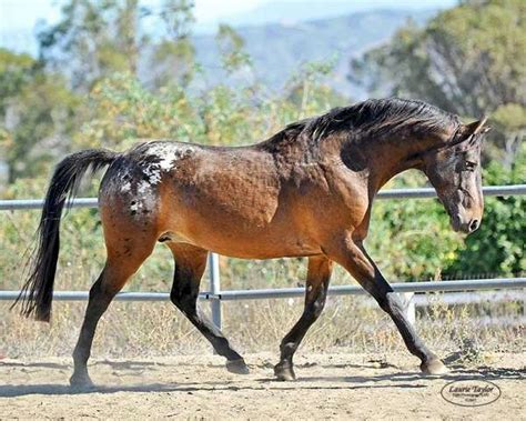 Rare Breed Nez Perce Stallion at Stud in Sage, Southern California | Sentor