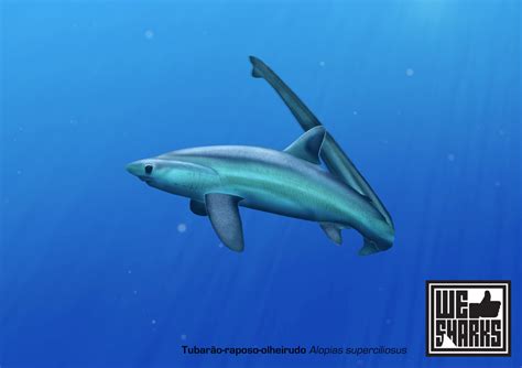 Big Eye Thresher Shark by omnicogni on DeviantArt