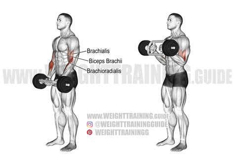 Olympic triceps bar hammer curl exercise instructions and video