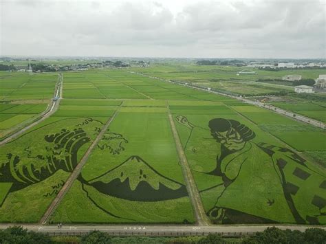 Rice Field Art by Burkealicious47 on DeviantArt