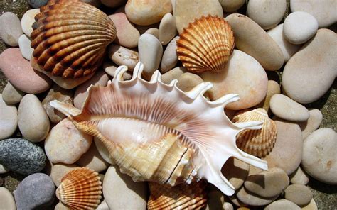 Seashells on the rocks HD desktop wallpaper : Widescreen : High Definition : Fullscreen