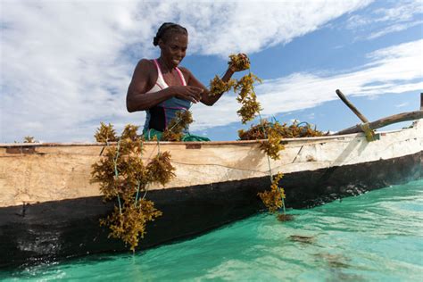 Seaweed farming - Africa Geographic