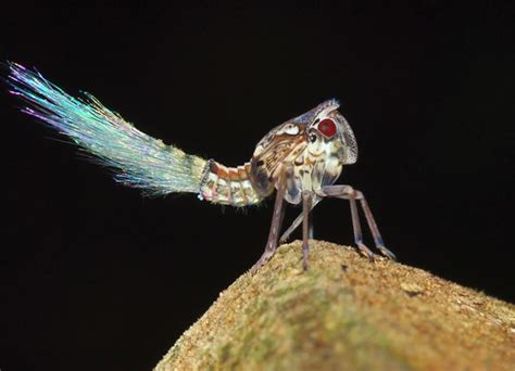 My New Obsession: Leafhopper Nymphs | Featured Creature