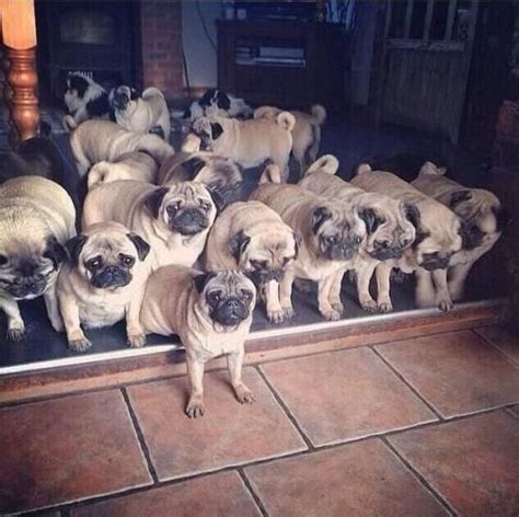 pug army | Tumblr