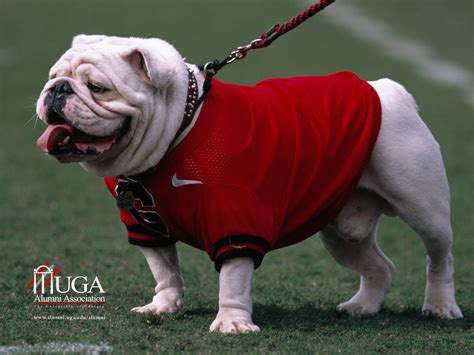 🔥 Download Uga Bulldog Go Dawgs Wallpaper by @msmith89 | Georgia ...