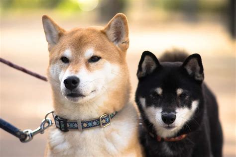 13 Native Japanese Dog Breeds (All Japanese Dogs)