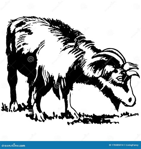 Vintage Clipart 257 Goat Eating Grass Stock Illustration - Illustration of horns, farm: 178385014