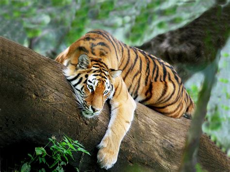 Sleeping Tiger HQ Desktop Wallpaper 19529 - Baltana