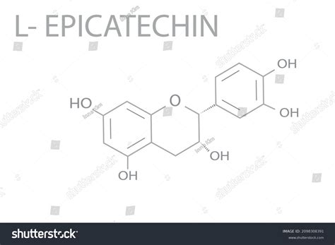 Epicatechin Molecular Skeletal Chemical Formula Stock Vector (Royalty Free) 2098308391 ...