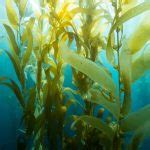 Seaweed - Definition of Seaweed