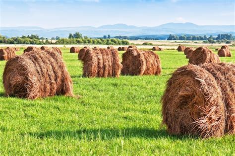 Premium Photo | Hay bales on the green grass