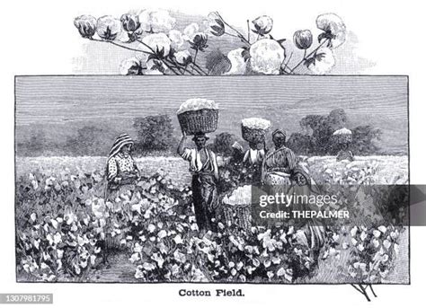 Cotton Picker Photos and Premium High Res Pictures - Getty Images