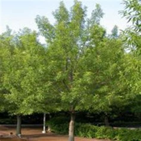 Sawtooth Oak Trees | Buy Online at Nature Hills