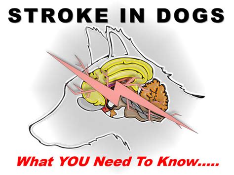 Stroke in Dogs: What You Need to Know – PET CPD