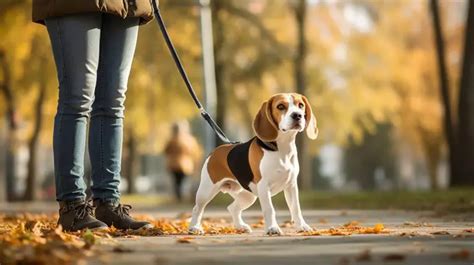 Beagle Training – My Beagle Buddy