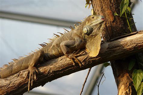 The Iguana is waiting for you at Zoo Leipzig!