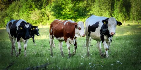 La ganadería: una salvación para las praderas - Derecho del Medio Ambiente