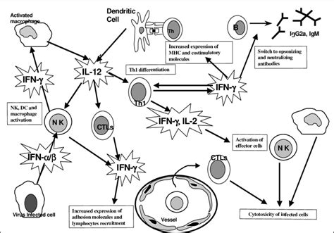 Main cytokines of innate and acquired immunity during virus infection:... | Download Scientific ...