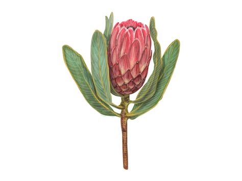 Protea flower drawing by Natalka Dmitrova on Dribbble