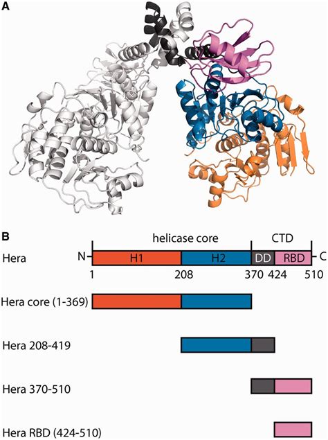 Architecture of Hera and constructs used in this study. (A) Structural... | Download Scientific ...