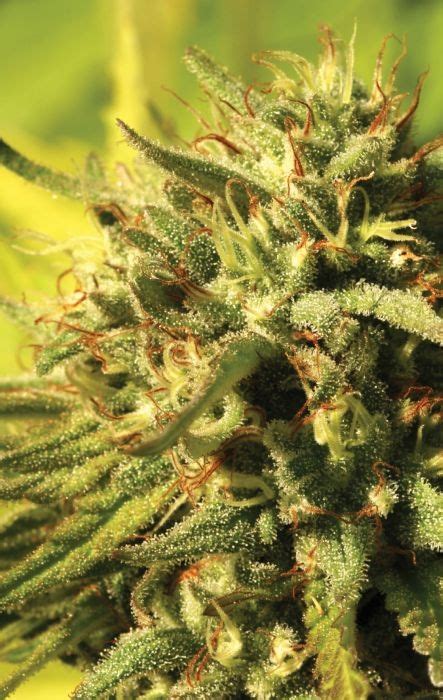 Jack Herer Strain - Growing Tips and Medical Effects | Marijuana Guides