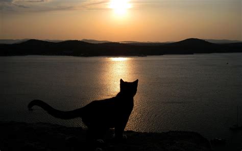 HD Silhouette Cat Sunset HD Free Wallpaper | Download Free - 145154