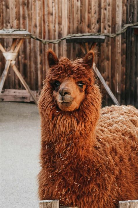 Brown Llama · Free Stock Photo