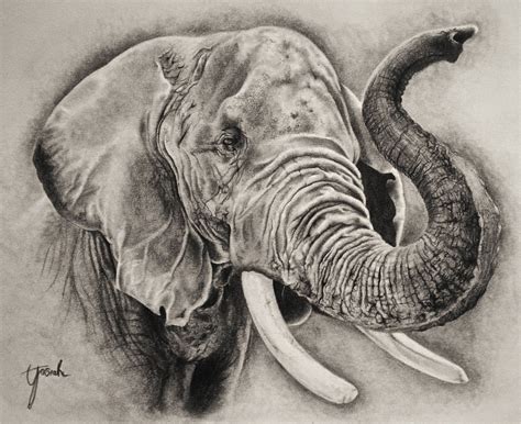 Elephant Head Drawing at GetDrawings | Free download