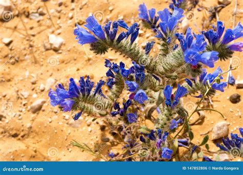 Primer De Flores En Sahara Desert En Túnez Foto de archivo - Imagen de ...