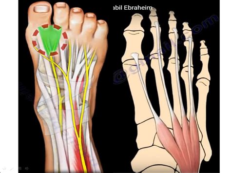 Extensor Digitorum Brevis — OrthopaedicPrinciples.com