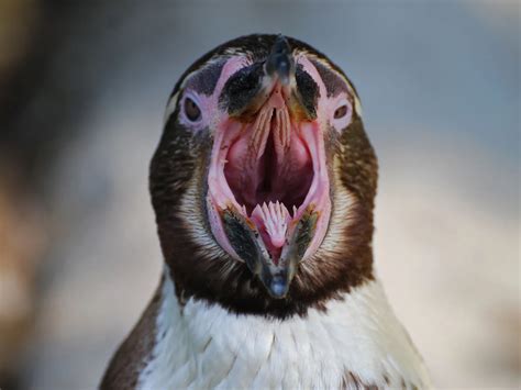 Inside of a Penguins Mouth (All You Need To Know) | Birdfact